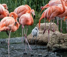 Pink wird flügge: Nachwuchs bei den Rosa Löfflern, Roten Sichlern und Kuba-Flamingos
