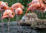 Pink wird flügge: Nachwuchs bei den Rosa Löfflern, Roten Sichlern und Kuba-Flamingos