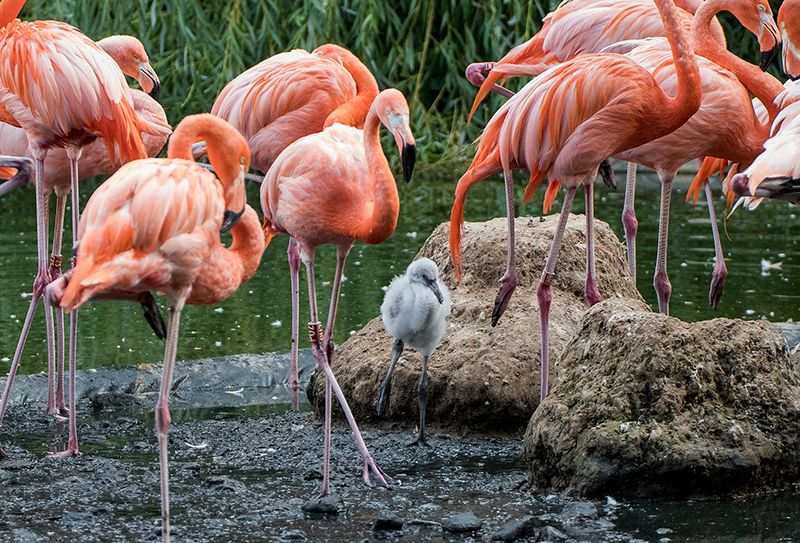 Pink wird flügge: Nachwuchs bei den Rosa Löfflern, Roten Sichlern und Kuba-Flamingos