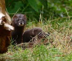 Hoffnung für den Europäischen Nerz:  Drei junge Nerze im Zoo Heidelberg