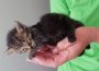 Gut gemeint ist nicht gut gemacht: </br>Katzenbabys unwissentlich totgepflegt