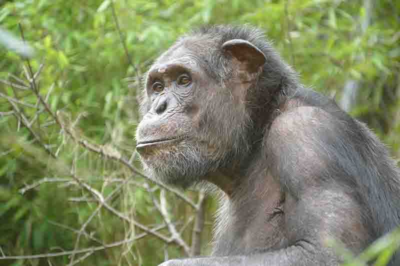 Ein neuer Mitbewohner für die Schimpansen-WG:  Epulu gut im Zoo angekommen