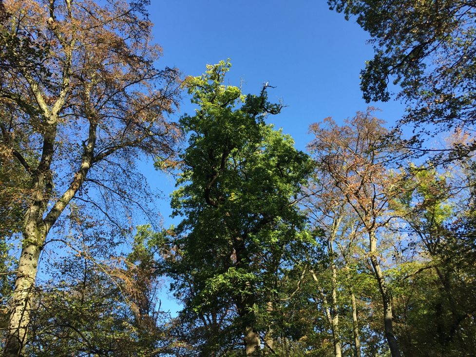 Vosicht im Wald: Viele Bäume durch Trockenschäden nicht mehr standsicher