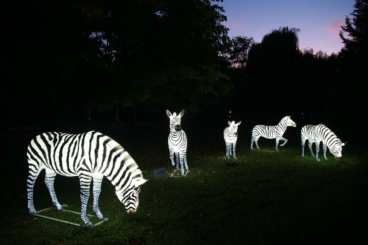 Die Welt der Zootiere im Abendlicht - Heidelberger Zoo-Leuchten bis 29. November