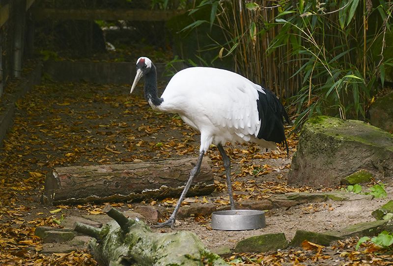 Mandschurenkranich: Eleganter Glücksvogel im Zoo Heidelberg eingezogen
