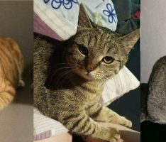 Sehr verdächtig: Gleich drei Katzen im Bereich Probsterwald / Sandhausen vermisst