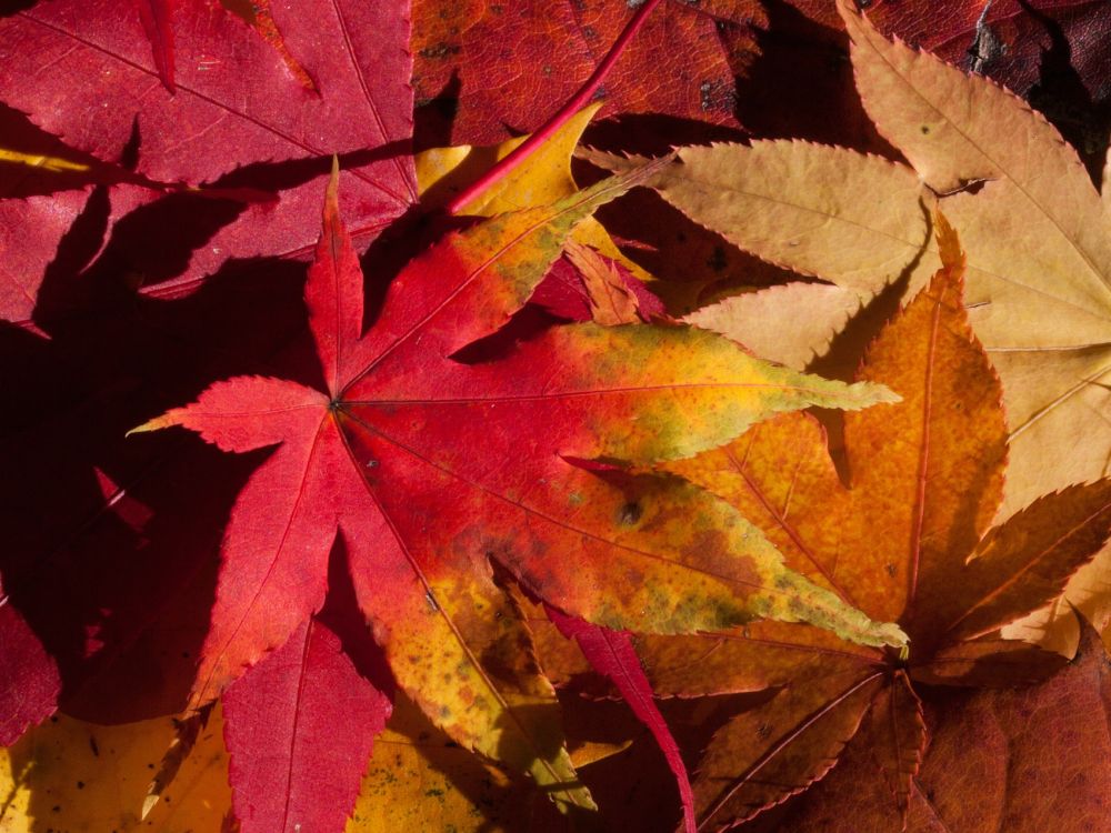 Fallendes Herbstlaub ist wichtige Resource - Tipps von den Gartenexperten