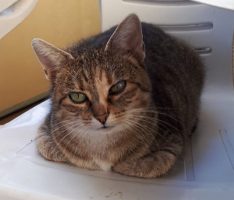 Katze vermisst? Hier ist eine zugelaufen! Wer kennt sie?
