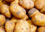 Leimen: Landwirt verliert auf der L 600 nach Lingental „stinkende“ Kartoffeln