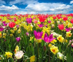 Ökumenisches Frauenfrühstück „5 nach 9“  am 8. Februar: Kulturgeschichte der Tulpe