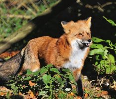Fuchsräude im Rhein-Neckar-Kreis angekommen – Auch auf Menschen übertragbar
