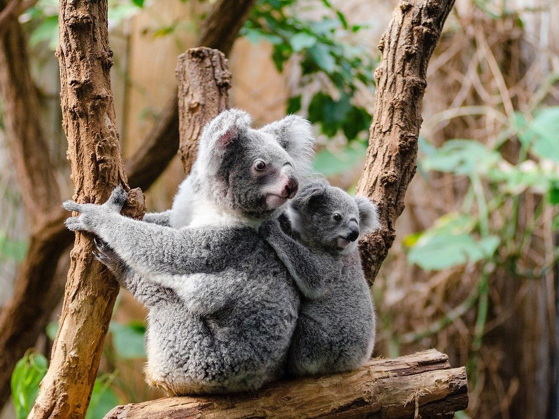 Hilfe für Australiens Tierwelt: Jeder Beitrag zählt - Zoo Heidelberg unterstützt