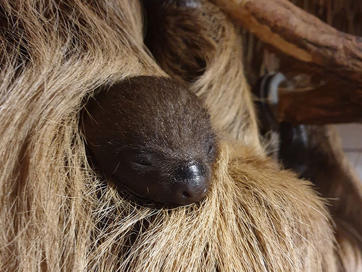 Zoo Heidelberg: Kleiner Faulpelz kuschelt am liebsten mit der Mutter