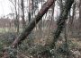 Kreisforstamt: Sturmschäden im Wald nicht so gravierend wie befürchtet