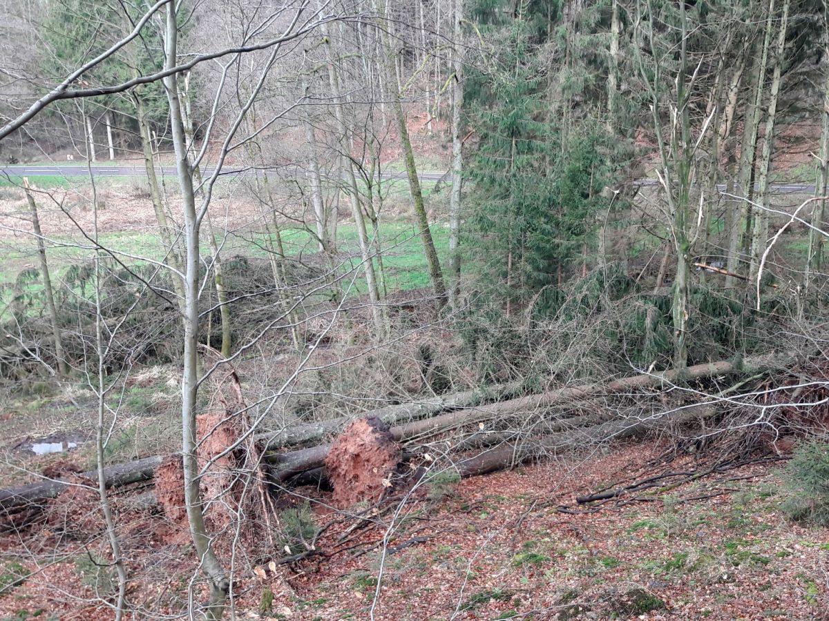 Nachwirkungen von „Sabine“: Sturmholz in den Wäldern des Kreises wird beseitigt