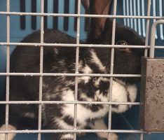 Freiheitsliebendes Kaninchen von Stadtpolizei eingefangen – Neue Anschrift „Tierheim“
