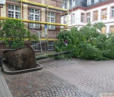 Neue Linde vor der Turmschule – Mehlbeerbäume in der Tinqueux-Allee