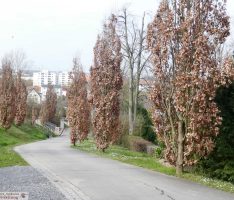 „Tote“ Bäume auf dem Friedhof wieder mit frischen Blättern zum Leben erwacht
