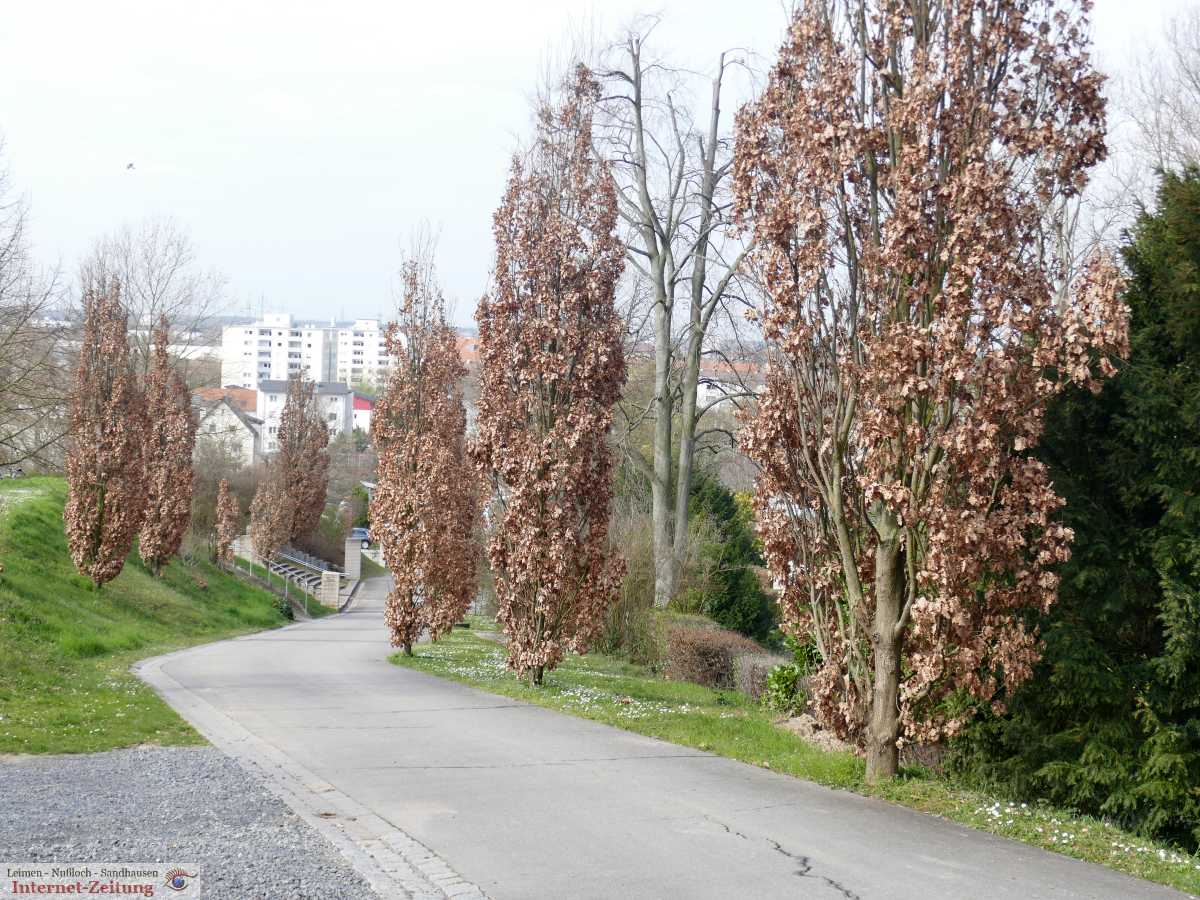 "Tote" Bäume auf dem Friedhof wieder mit frischen Blättern zum Leben erwacht