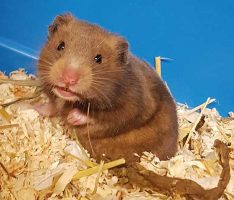 Nachwuchs im Tierheim: Wenn aus zwei Goldhamstern plötzlich acht werden