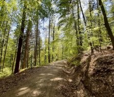 Der Waldbesuch in Zeiten der Corona-Krise – Wandern gut zum Stressabbau