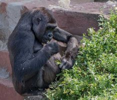Traurige Nachricht aus dem Affenrevier – Gorillaweibchen Zsa Zsa im Zoo verstorben