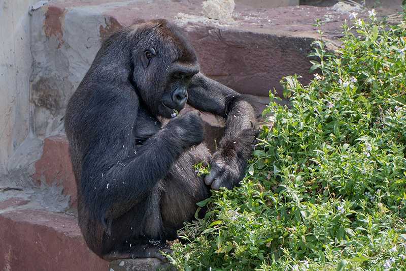 Traurige Nachricht aus dem Affenrevier - Gorillaweibchen Zsa Zsa im Zoo verstorben