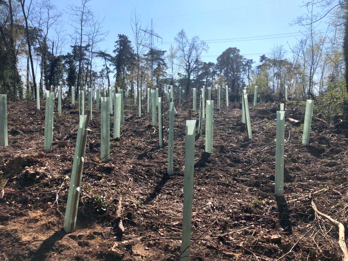 Aufforstung im St. Ilgener Wald  Neuanpflanzung von 2.000 klimastabilen Bäumen