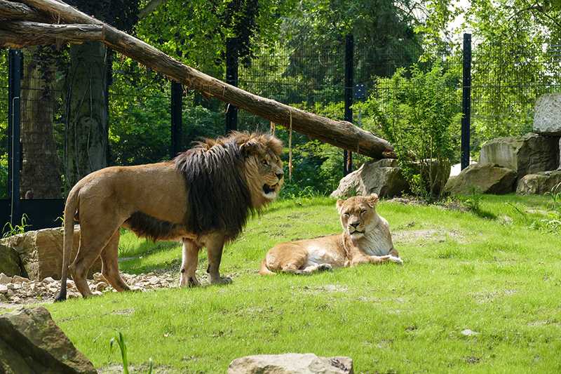 Mit Online-Anmeldung in den Zoo - Ab heute wieder mit Einschränkungen geöffnet