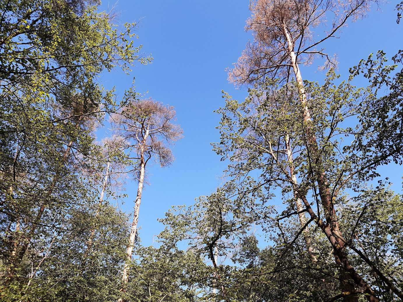 Aus dem Nußlocher Gemeindewald: KIimawandel hat Wälder fest im Griff