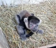 Herzlich willkommen, kleiner Gürtelvari! Besondere Regeln für den Zoobesuch