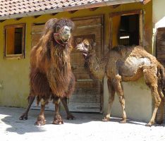 Neue Mitbewohnerin  bei den Trampeltieren im Zoo – Stute Zula eingezogen