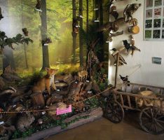 Heimatmuseum Sandhausen – Raum 2: Die Dünen, Lebensraum, Natur- und Waldlandschaft