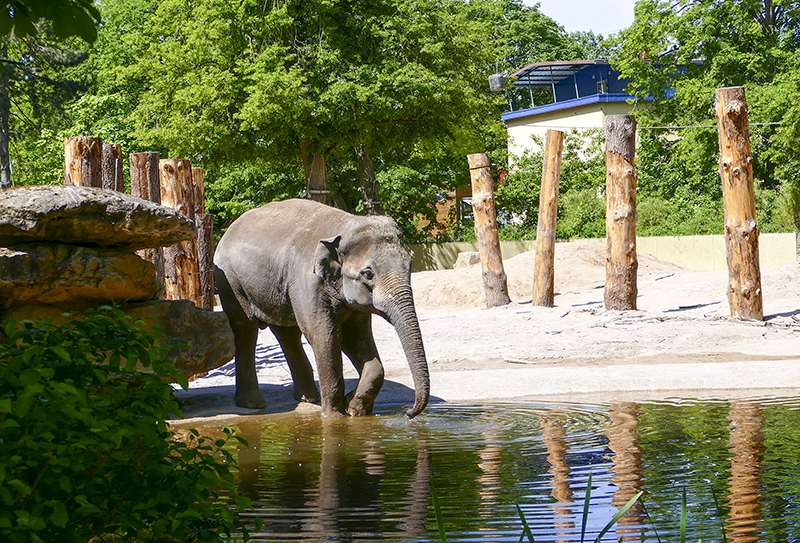 Besuch im Zoo wird wieder vielfältiger  - Online-Anmeldung erforderlich
