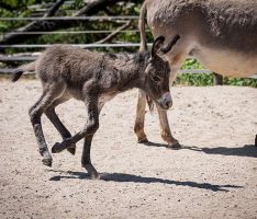 Graues Fell und lange Ohren: </br>Nachwuchs bei den Hauseseln im Zoo