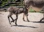 Graues Fell und lange Ohren: </br>Nachwuchs bei den Hauseseln im Zoo