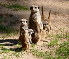 Tierische Doppelgänger im Zoo?! Nein, Erdmännchen ist nicht gleich Präriehund