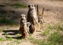 Tierische Doppelgänger im Zoo?! Nein, Erdmännchen ist nicht gleich Präriehund