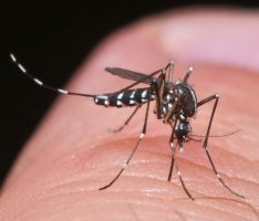 Es geht wieder los: Tigermücke bekämpfen! Saison der Population von Mai bis September