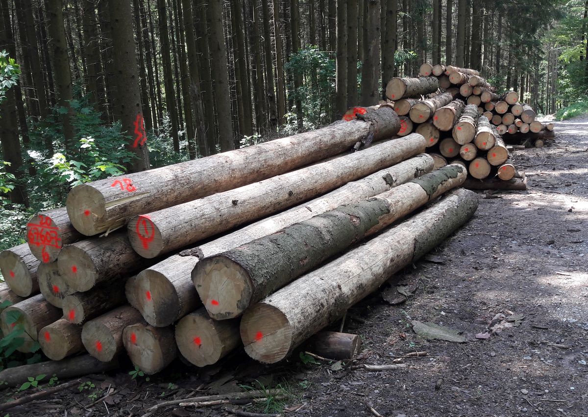 Neue Vorschrift „Nachhaltige Waldwirtschaft“ und Fördermöglichkeiten