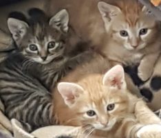 Nach 12 Wochen Aufzucht von Katzen-Drillingen: Liebe heißt Loslassen