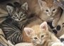 Nach 12 Wochen Aufzucht von Katzen-Drillingen: Liebe heißt Loslassen