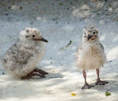 Flauschige Küken im Zoo: Nachwuchs bei Graumöwen und Inkaseeschwalben