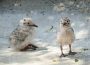 Flauschige Küken im Zoo: Nachwuchs bei Graumöwen und Inkaseeschwalben