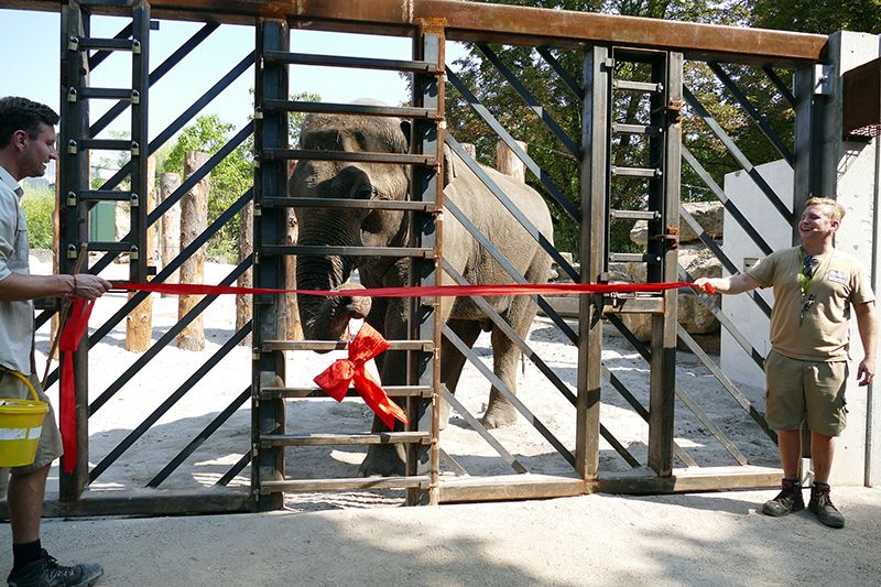 Trainingswand für Elefanten im Zoo eröffnet - Kooperation WWF und Zoo wird fortgeführt.