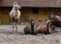 Frühe und späte Zoo-Sonderführungen für Nachteulen und Frühaufsteher