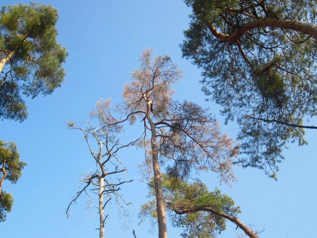 Das Kreisforstamt informiert: Bäume reagieren auf Sommerhitze und Trockenheit