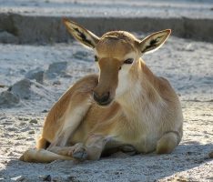 Kleiner Blessbock auf der Außenanlage unterwegs – Herde im Zoo vergrößert sich