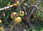 Unser Apfelbaum ist tot: Der Rindenbrand-Pilz – Neue Gefahr für Obstbäume