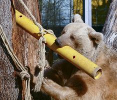 Workshop Enrichment: Kisten, Röhren, frische Äste zur Tierbeschäftigung im Zoo